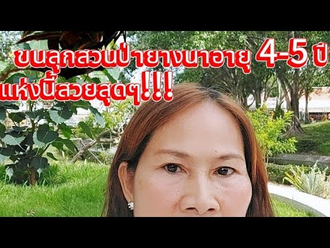 🌲🌲🌳สวนยางนาสักทองพยุงอายุได้ 4 ปีเต็มย่างเข้าปีที่ 5!!!