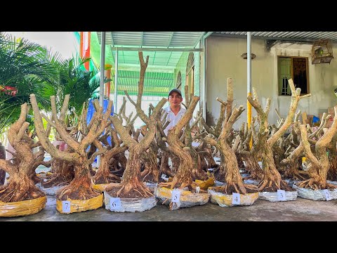 Video Linh Sam sông Hinh lá trung cốt To, đế Đẹp... - youtube