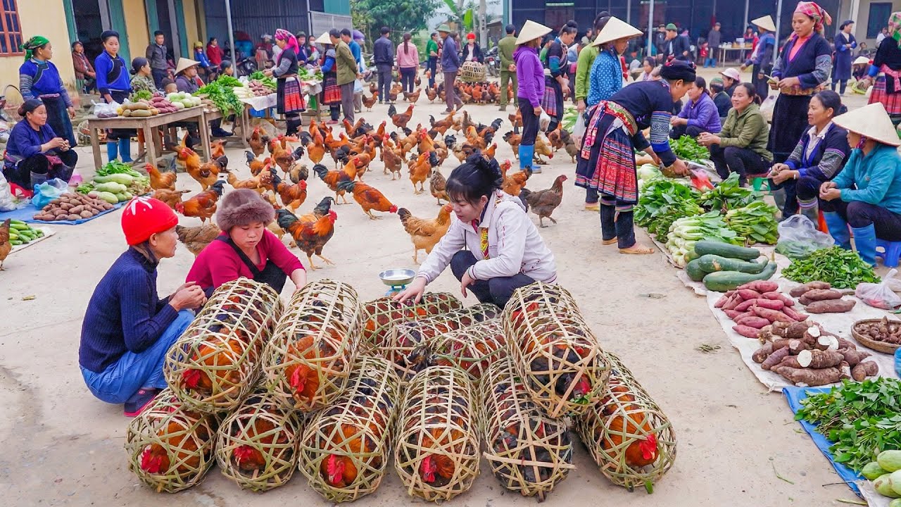 Harvesting Many Chickens for Market - Villagers Help Each Other Plant New Rice Season