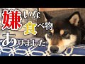 食べることが大好きな豆柴が初めて拒否した食べ物とは？
