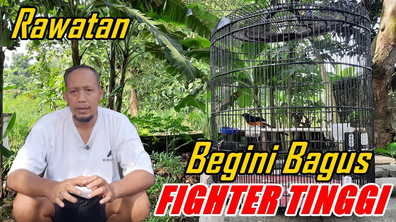 RAWATAN MURAI BATU yang begini sangat bagus buat fighter tinggi dan giras
