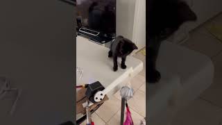 BEAR Actuators Robot Arm Playing with Cat