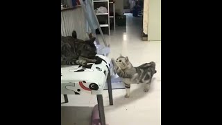Onlycats - Cat Video Compilation