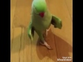 Birds dance to beyonce ringneck parrot and cockatoo
