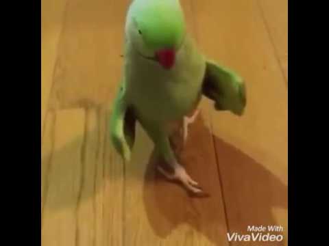 Birds dance to beyonce ringneck parrot and cockatoo