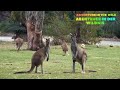 „Adventure in the Animal Kingdom“@Exc369lusive #adventure #wildlife #nature
