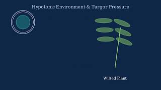 Hypotonic Solutions Explained - Water Flow And Cell Regulation