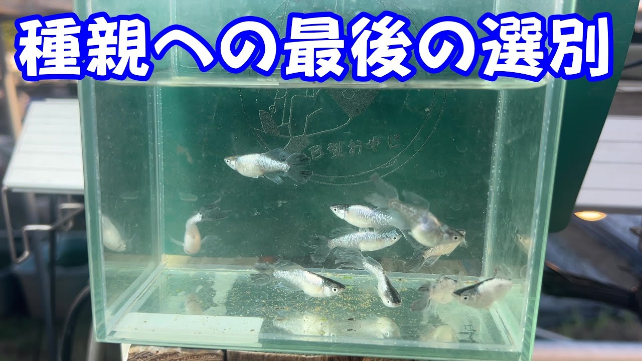 めだか】紫延の種親、最終選別を行いました。B型おやじ - YouTube