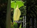 Plant of the week is California Alocasia! These #tropical #plants are beautiful!