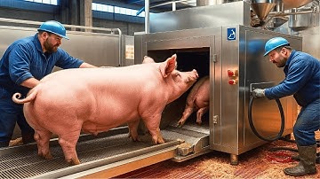 Hoe miljoenen varkens worden gefokt en geoogst – Een kijkje in de moderne varkenshouderij en de v...