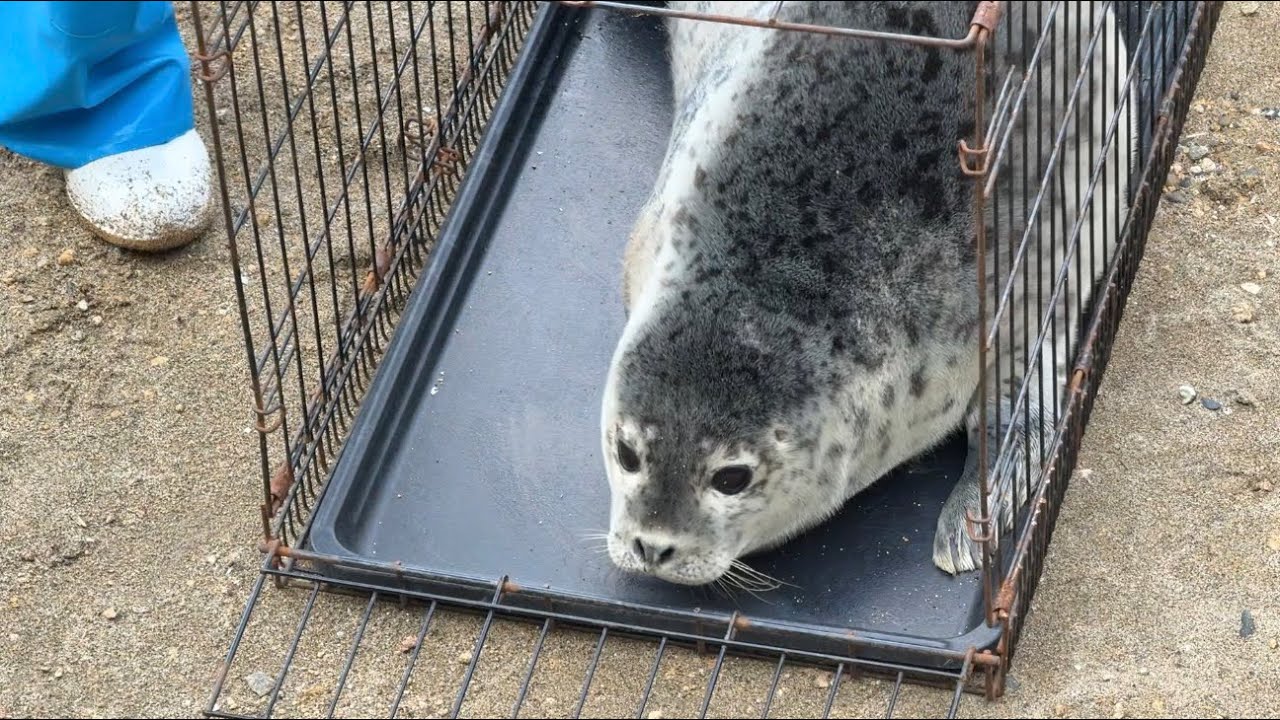 体重測定でケージに入れられたアザラシの赤ちゃん🦭 - YouTube