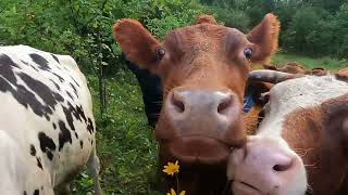 Findin cows and feedin apples