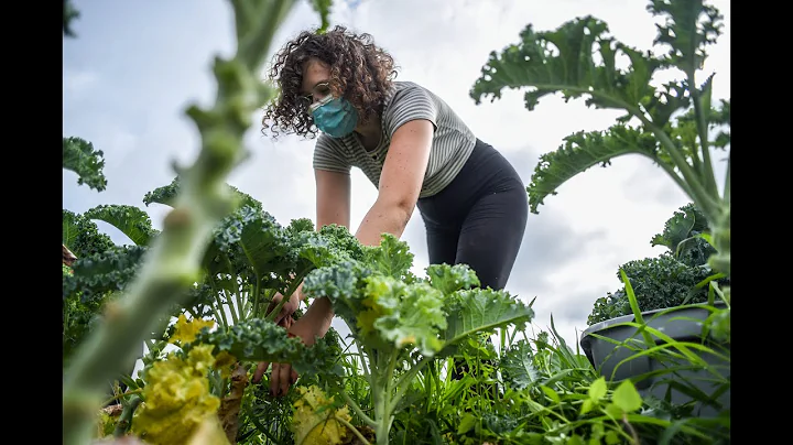 MSU Student Organic Farm Summer 2020