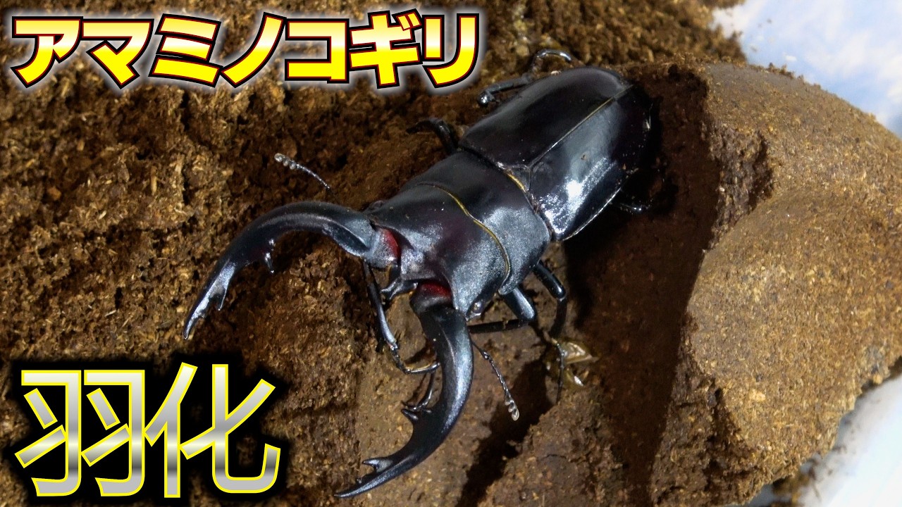 アマミノコギリクワガタ羽化【クワガタ飼育】