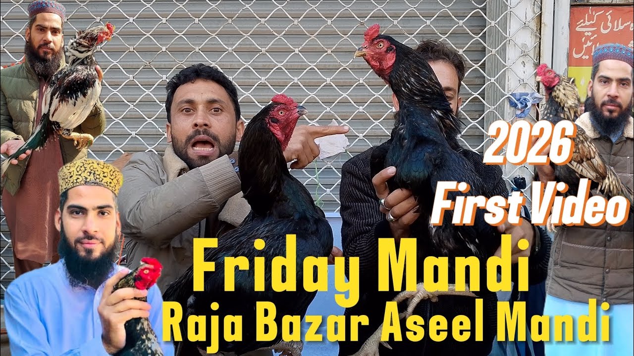 Aseel Murga Mandi | Raja Bazar Dingi Khoi Aseel Murga Mandi | Pindi Vlogs