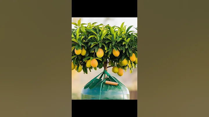 Grow Your Mango Tree 10 Times Faster in Just 2 Weeks!