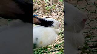 Download Lagu #schattig #lekker #konijn #konijnen #lief #liefde #kortevideo #kort #shorts #top #grappig #kortev... MP3 Download Lagu #schattig #lekker #konijn #konijnen #lief #liefde #kortevideo #kort #shorts #top #grappig #kortev... MP3