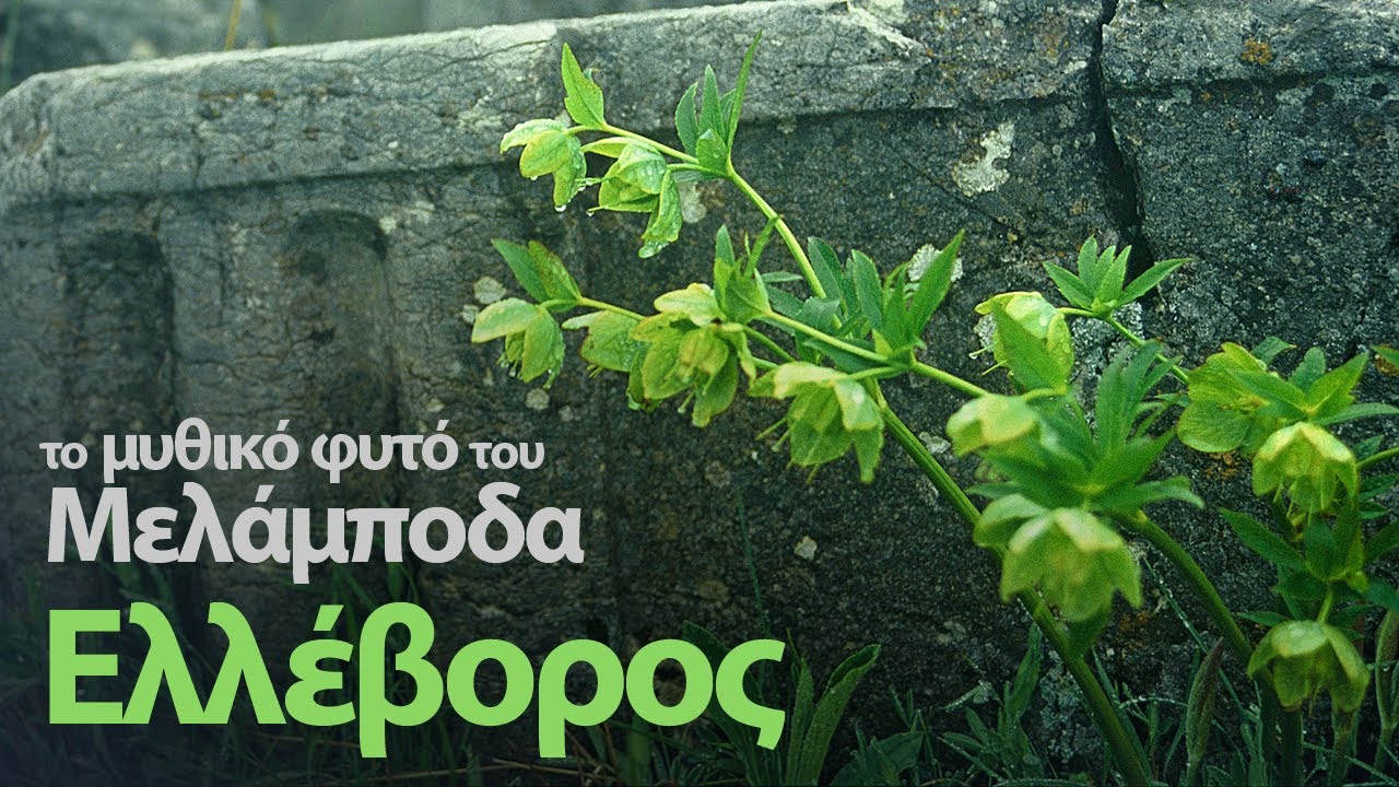 Ελλέβορος: Ένα δηλητηριώδες φυτό τυλιγμένο στην αχλή μύθων και θρύλων!