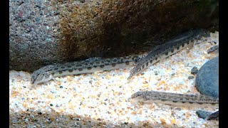 ヒガシシマドジョウ　Japanese striped loach, Shima-dojou　Cobitis sp. BIWAE type C