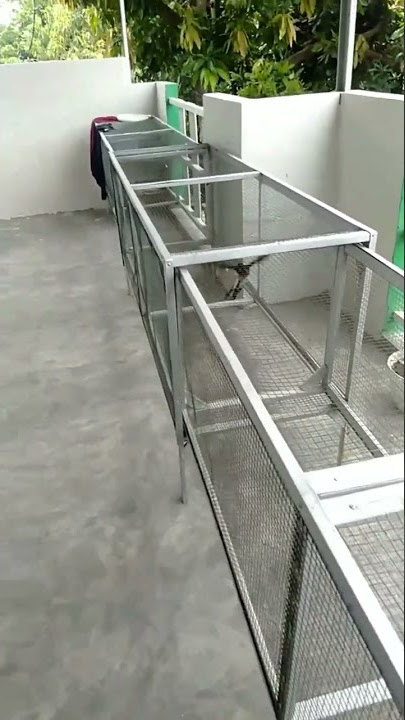 Murai Batu Belajar Umbar Hari 1 & 2