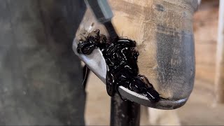 ACRYLIC Hoof REPAIR