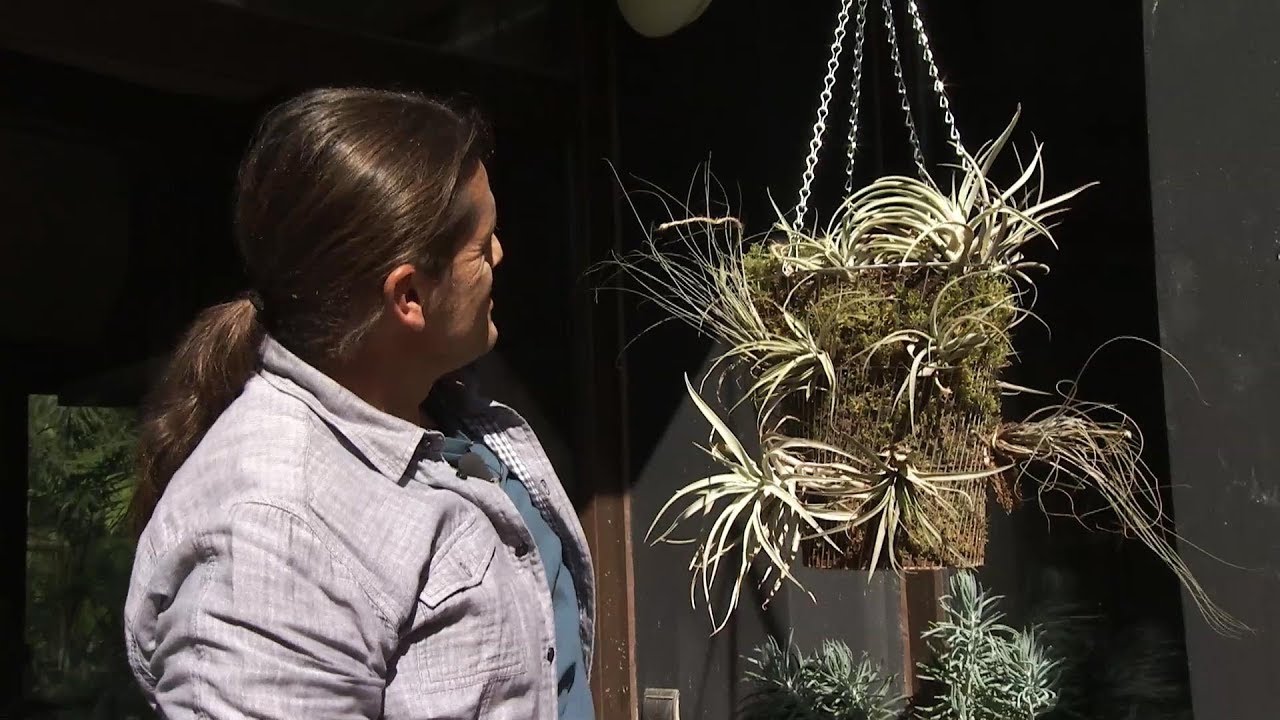 Composición con Tillandsias, los claveles del aire - Decogarden - Jardinatis