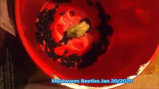 Mealworm Beetle Timelapses 2020 Part #52,091 432