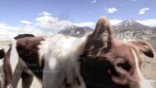 NEW Film on Paonia, Colorado 1080P (Trailer)