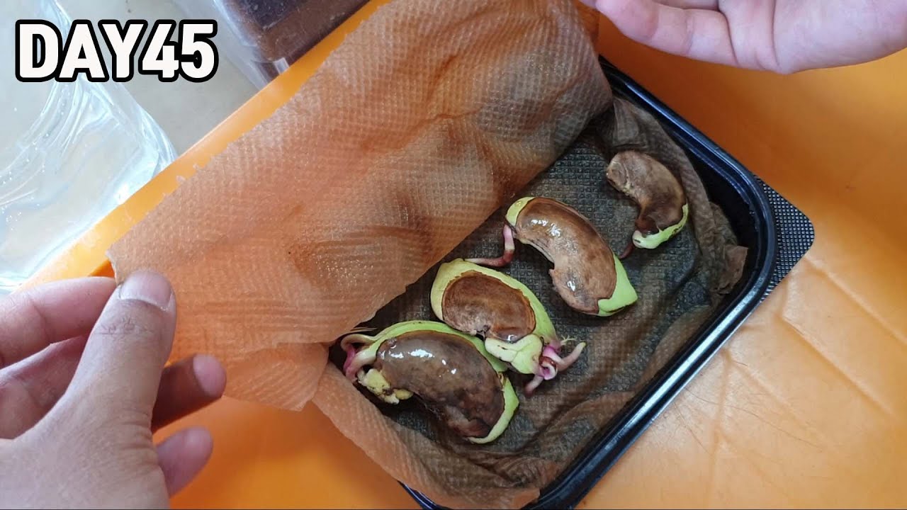 Как вырастить манговое дерево из семян🥭