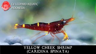 Caridina spinata THE CHARMING Yellow Cheek Shrimp. Leopard Aquatic X034A