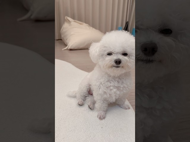 꼬질할때 제일 기여움