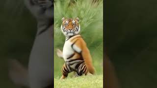 AI Tiger Dance Challenge 🕺🐯#CGI #AnimalDance #EpicShorts #FunnyVideo #Shorts