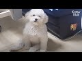What's Up With This Dog Sitting Like A Dad Sighing Deeply? LOL | Kritter Klub