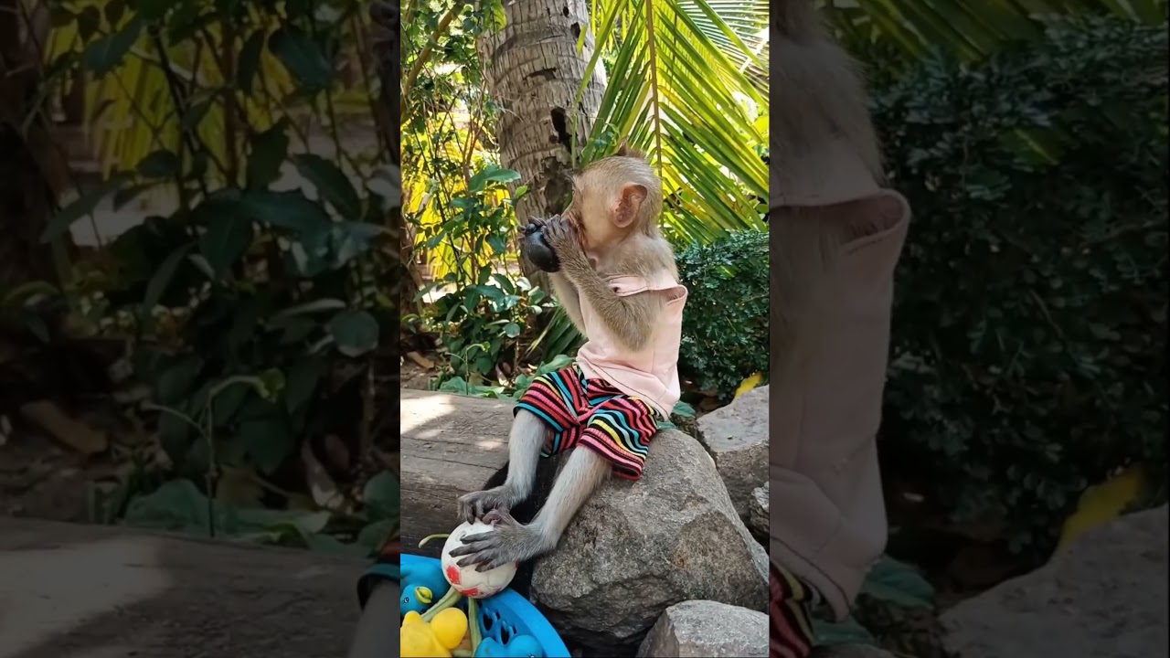 Baby monkey eating fruit 