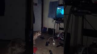 Tinee Love Finding Dory