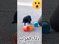 ذكاء الغراب 