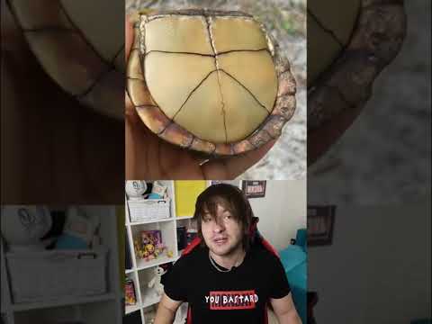 Видео: Виолы безопасны для черепах?