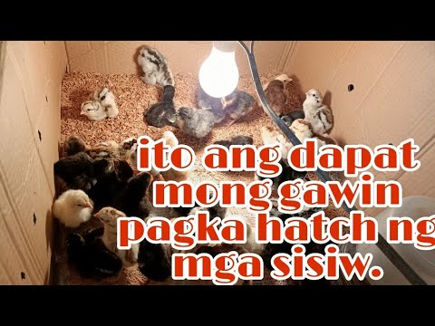 Video: Anong uri ng negosyo ang sisimulan sa simula? Ilang Ideya