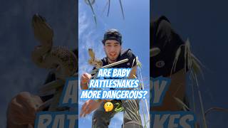 Are baby rattlesnakes MORE dangerous? 🤔🐍 #rattlesnake #safety #themoreyouknow #foryou