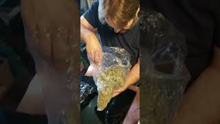 THCA Hemp Flower Pounds | Cheapest Wholesale Prices | OC CC OR | Active Buyers Only