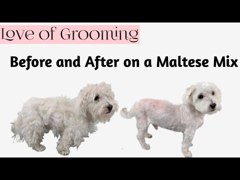 maltese matted hair