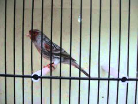 Red Agate Mosaic Cage Birds YouTube