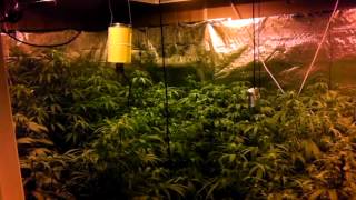 Flower time !! Day 8
