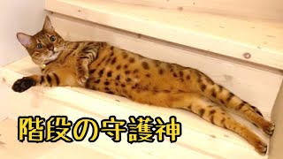 階段の守護神ニコ現る #shorts