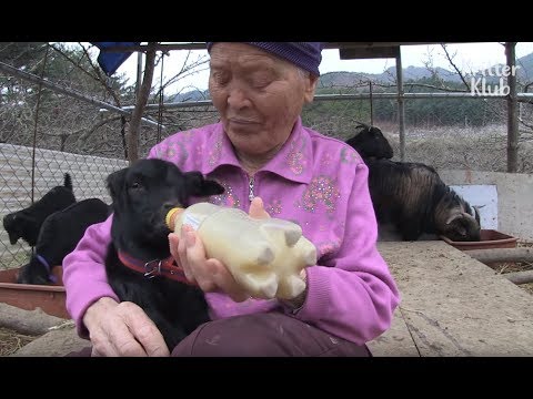 animal welfare organizations Grandma Takes Care Of Outcast Goat (Cuteness Overload) | Kritter Klub
