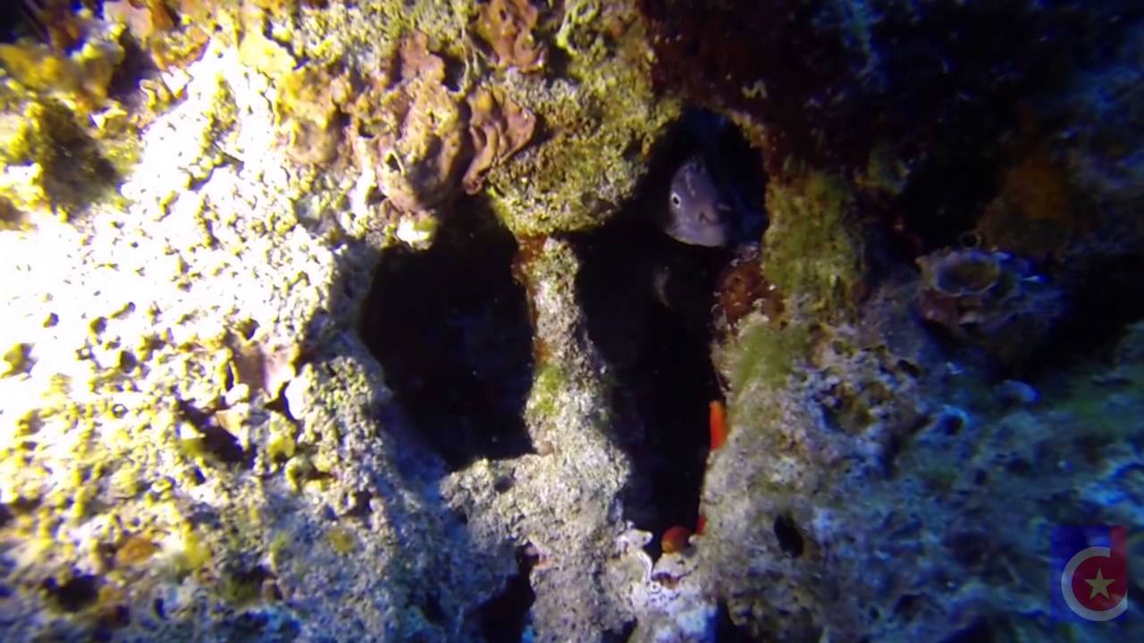 Ep.32, Walls at SEKA6, Komiza, Vis, Croatia, Fifteen Minutes Dive Shorts (DR)