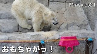 Polar Bears are in trouble おもちゃが電柵に引っかかった