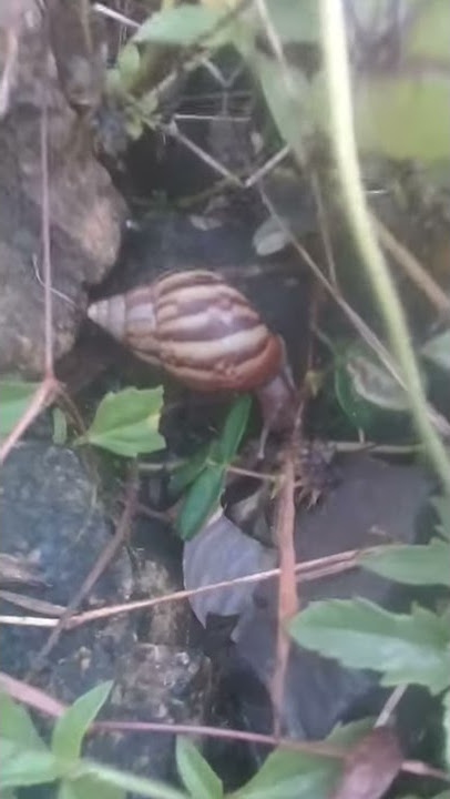 #rebak seribu..ukai kitai kak....