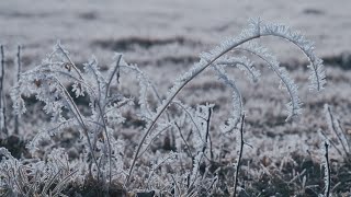 How to save plants that get hit by an unexpected frost