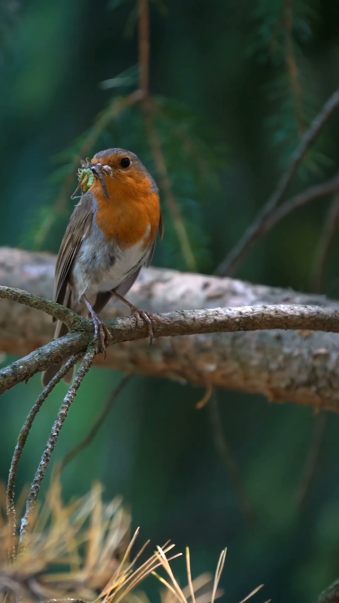 🚵‍♂️Travel with me - ShareChat